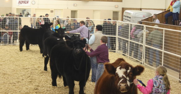 Beef Cattle Show